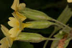 Cowslip primrose